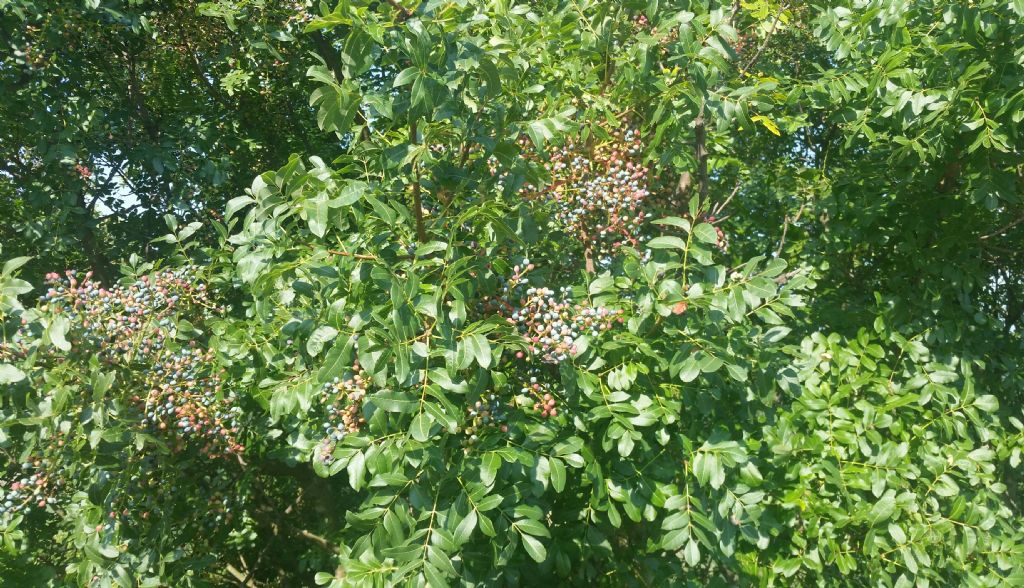 Pistacia lentiscus? No, Pistacia terebinthus